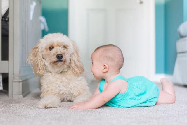 A baby and a dog on the carpet - at one of our professional cleaning services customer's home