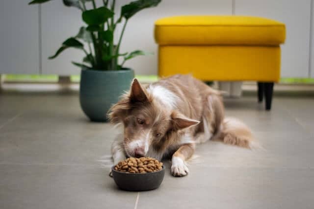 Maintaining hygiene around pet spots is very important