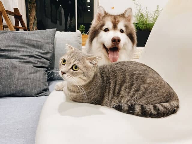 Two pets relaxing in a clean shared home